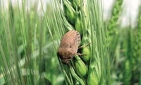 مبارزه با آفت سن گندم در بیش از ۱۵ هزار هکتار از مزارع چهارمحال و بختیاری